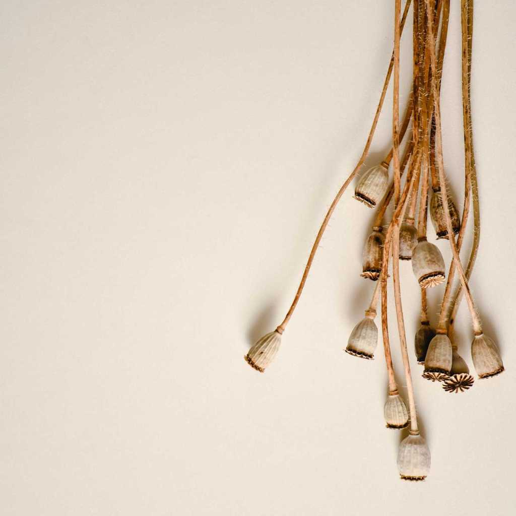 What is the&nbsp;Divine?